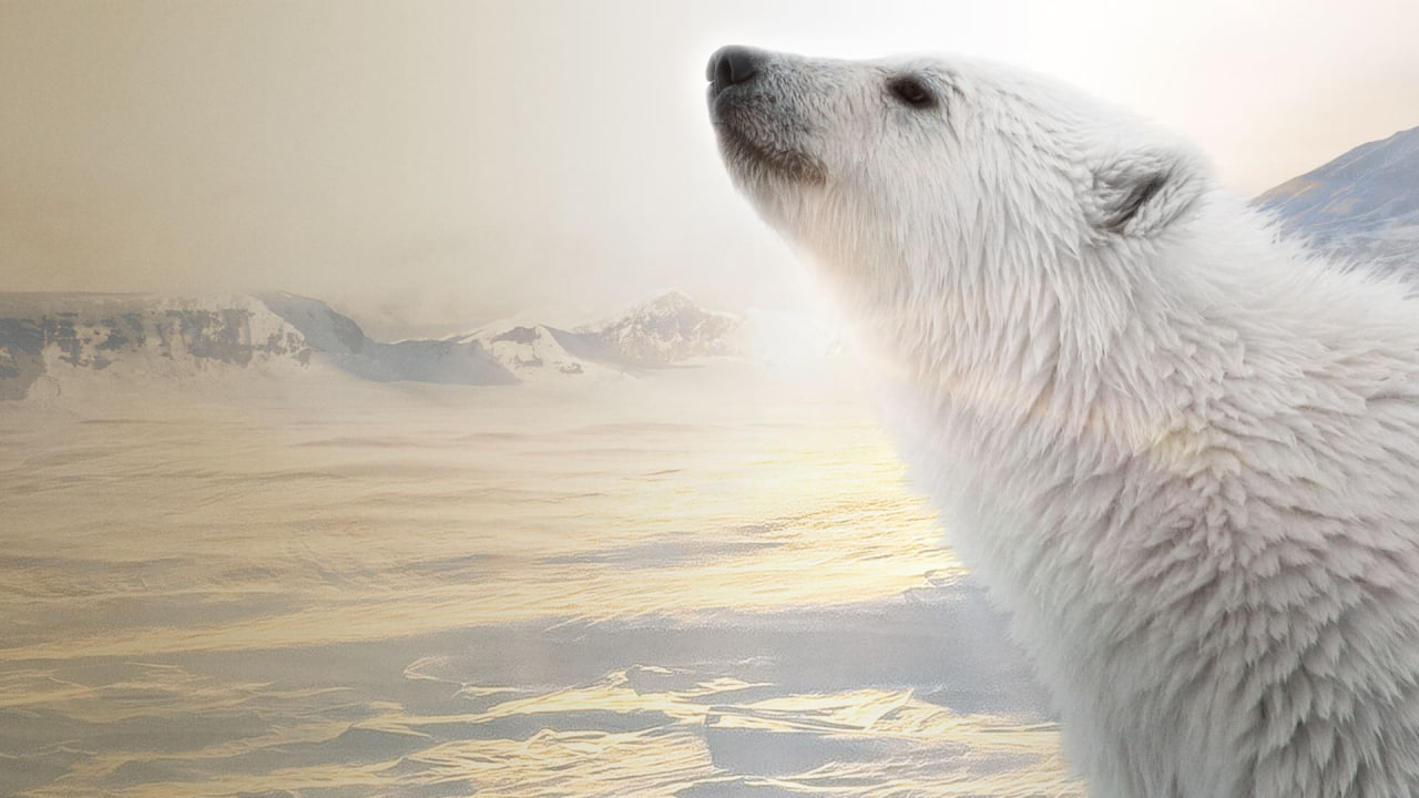 دانلود فیلم مستند Polar Bear 2022