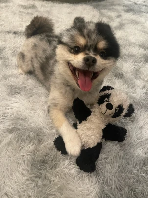 Gizmo Nolan